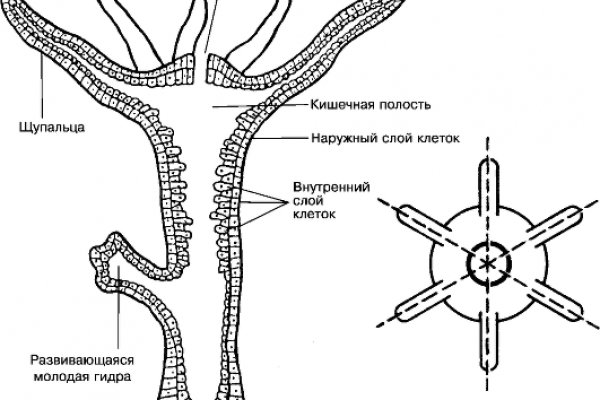 Kraken 17at сайт