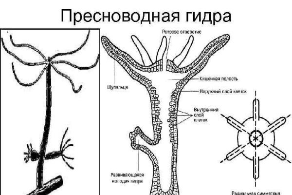 Кракен сайт тор ссылка